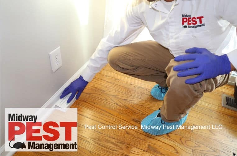 Why Is My Mouse Trap Not Working?” 7 Reasons Why - Midway Pest Management