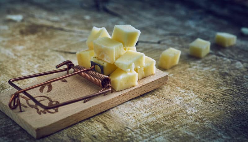 How to store cheese correctly - The Mousetrap