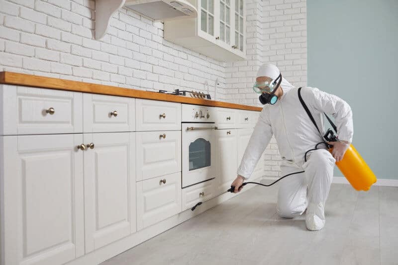 How to Eliminate Ghost Ants Without Contaminating the Kitchen