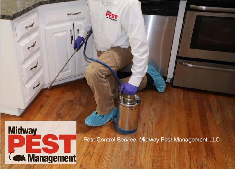 Mouse traps or glue boards? Which are better? - Envirocare Pest Control
