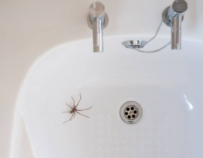 Common House Spiders – Everything You Need To Know