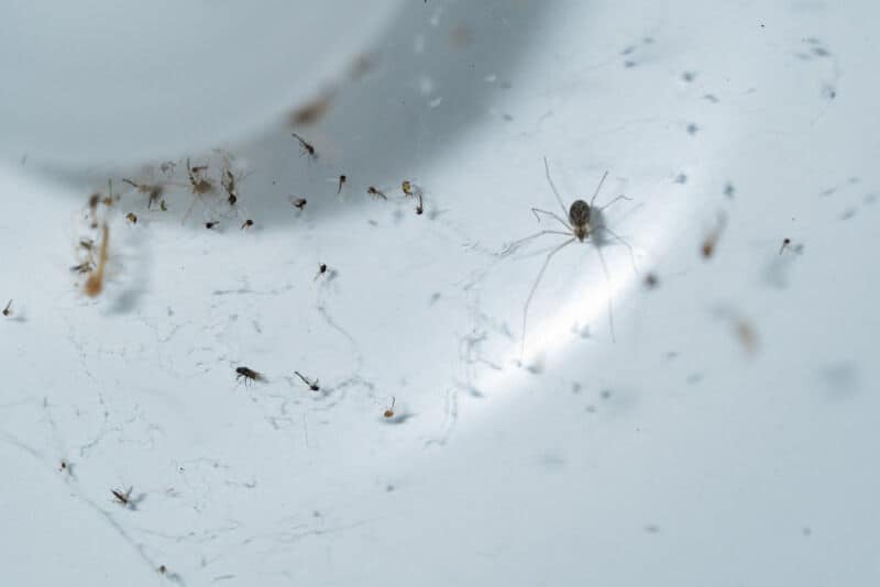 Spiders are among most effective predators of plant pests