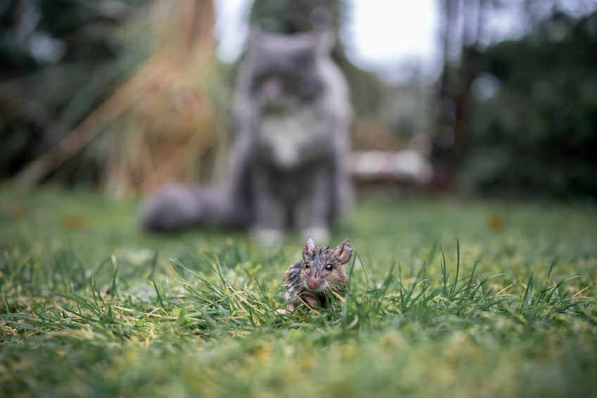 Will a Cat Keep Mice Away? - All Seasons Pest Control, LLC