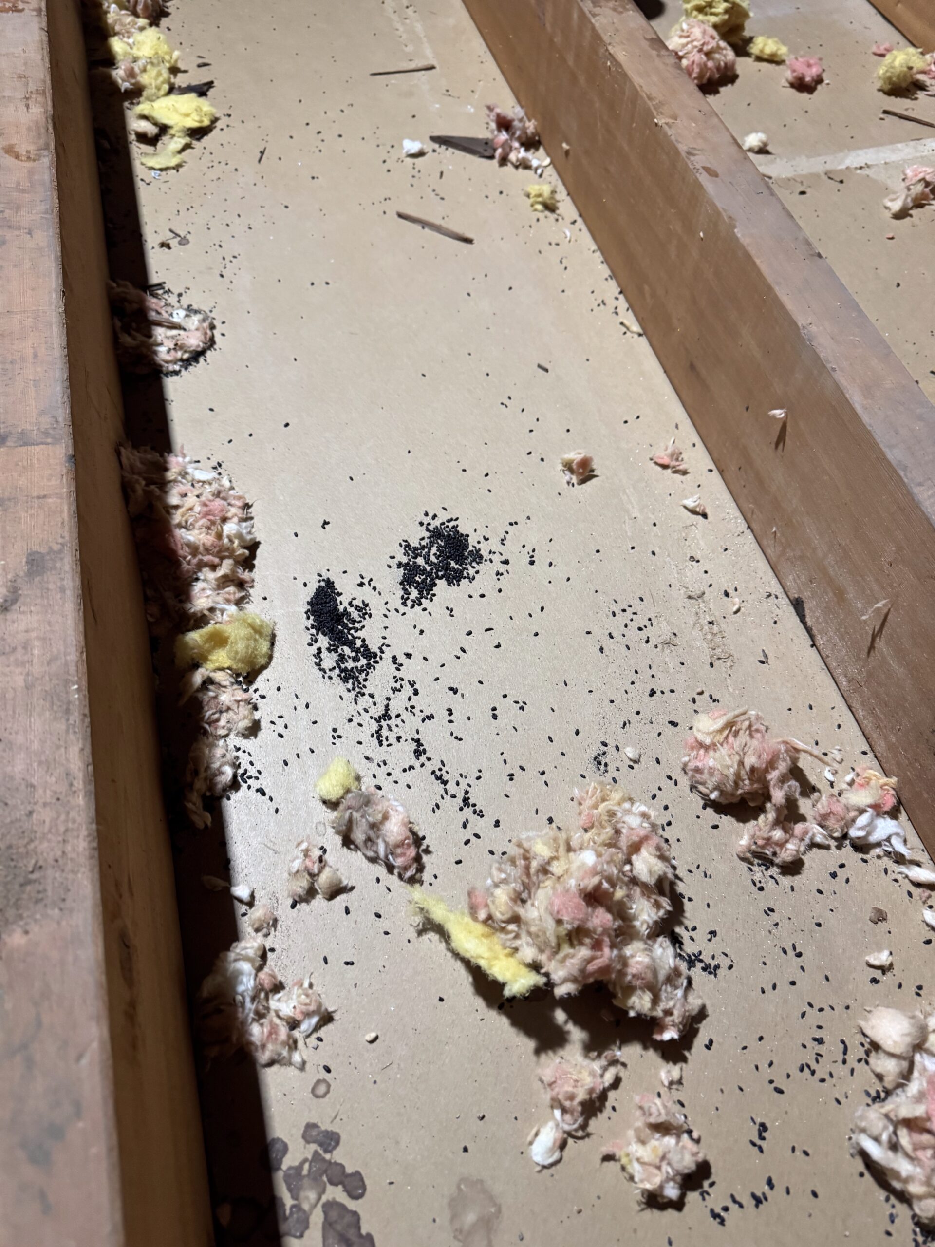 Mice droppings in attic underneath insulation