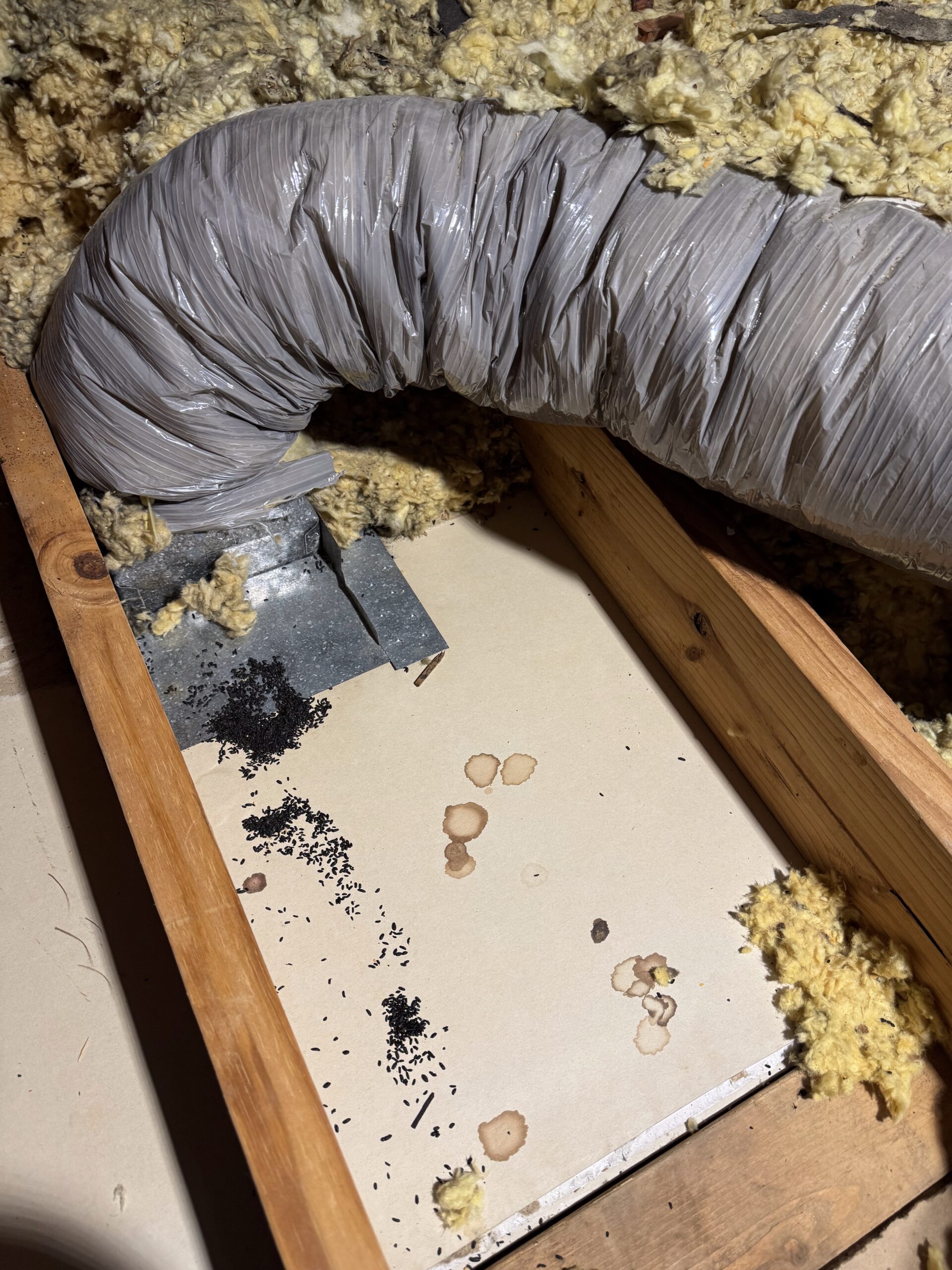 Heavy mouse droppings underneath attic insulation