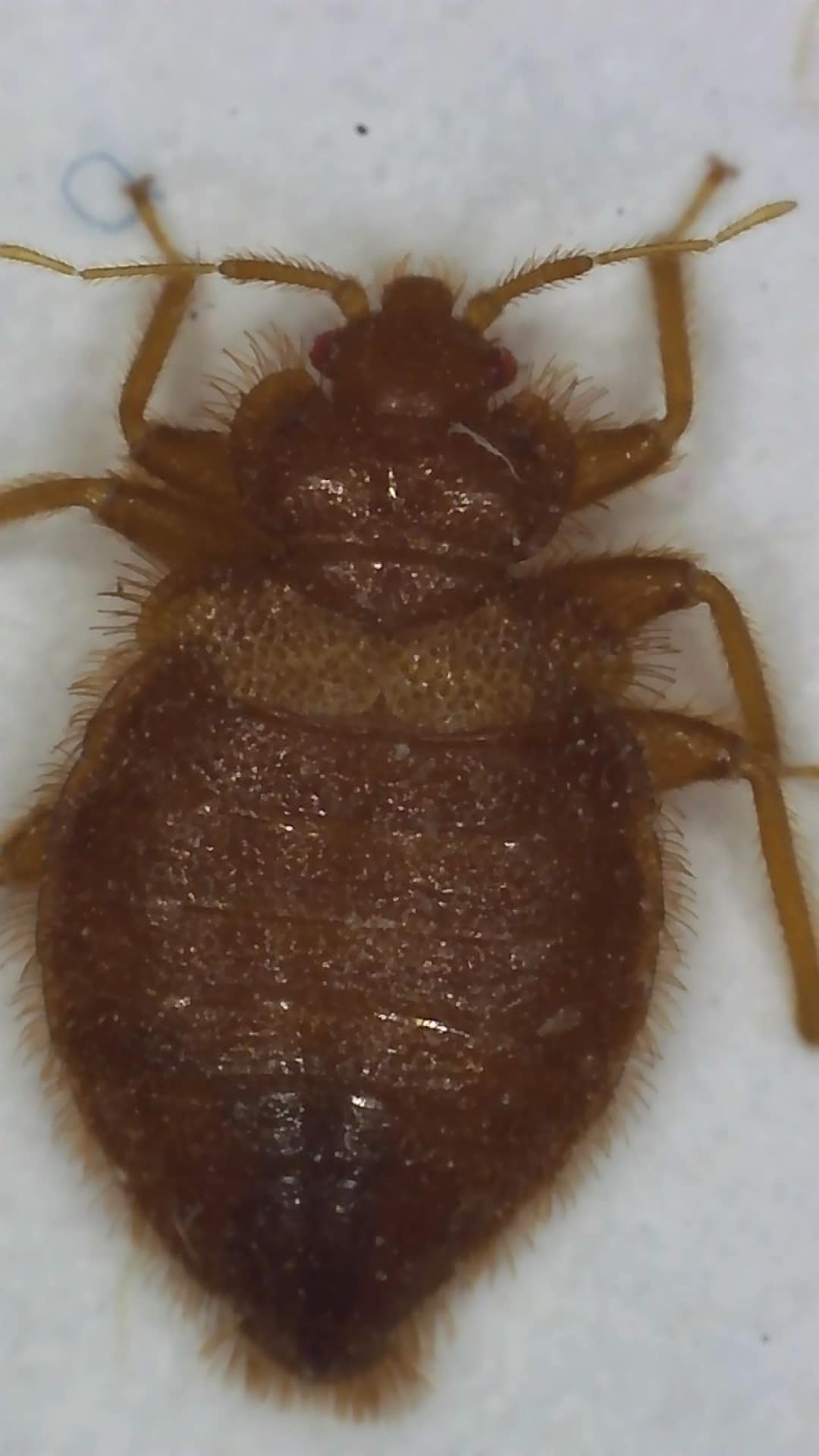 Bat bug found in a bat-infested attic — nearly identical to a bed bug