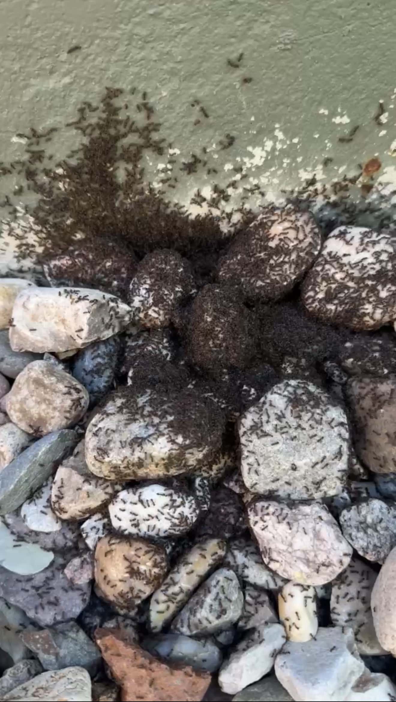 Acrobat ant colony — moisture-damaged wood nesting ants found in Kansas City soffits and decks