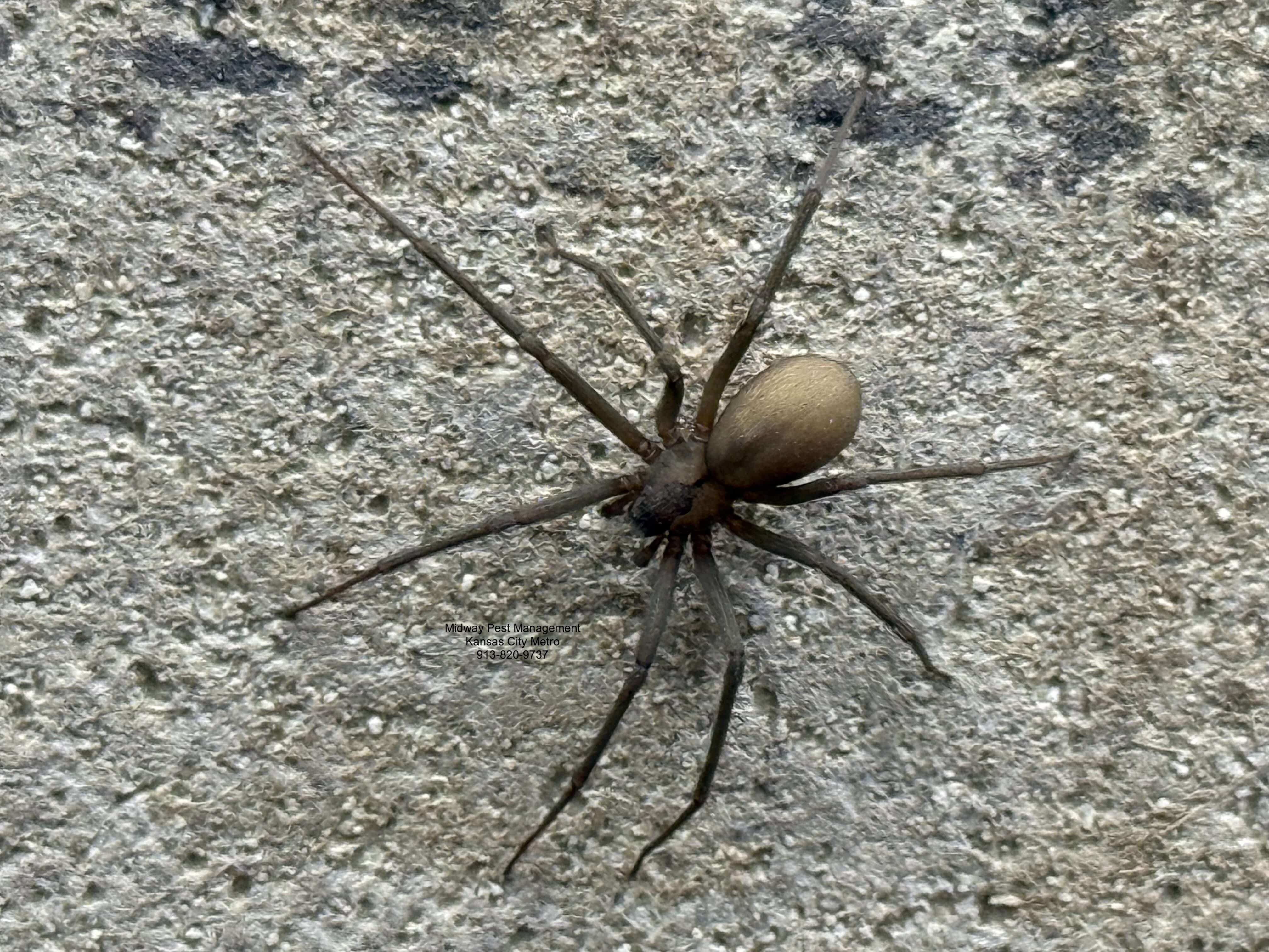 Brown recluse spider — common in Kansas City homes, medically significant bite