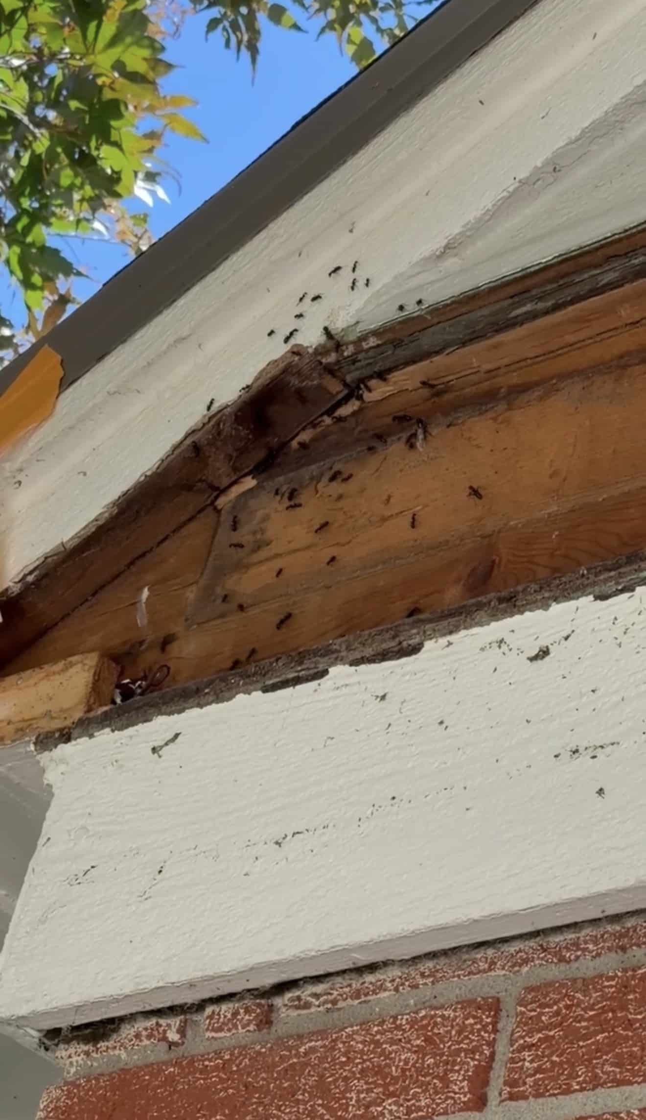 Carpenter ant satellite colony hidden inside a soffit — where ant colonies actually live in Kansas City homes