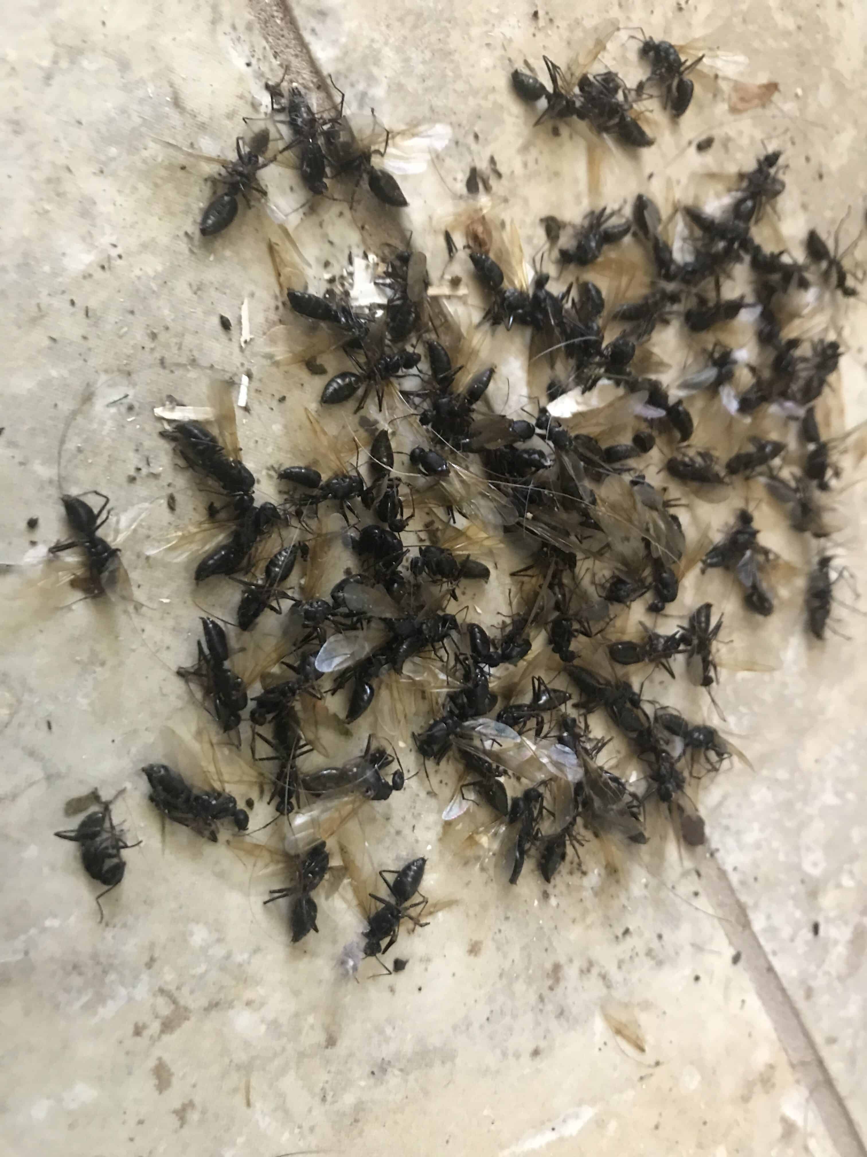 Carpenter ants cluster — large black ants that damage wood structures in Kansas City homes