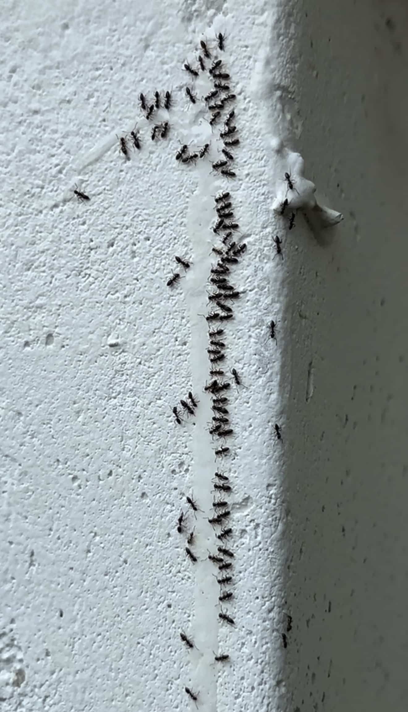 Little black ants trailing — tiny kitchen-invading ants common in Kansas City homes