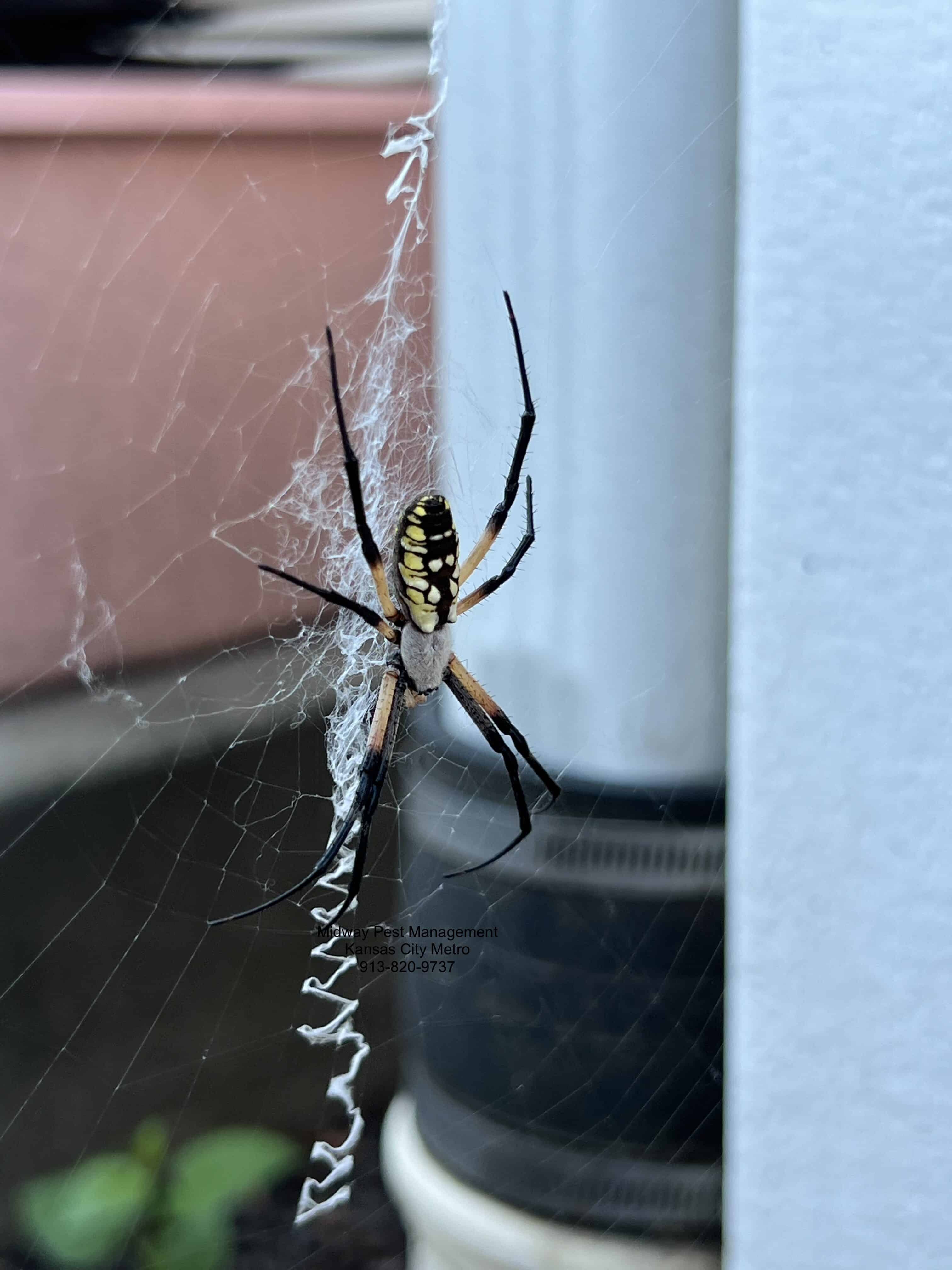 Yellow garden orb weaver spider (Argiope aurantia) — harmless outdoor spider common in Kansas City yards