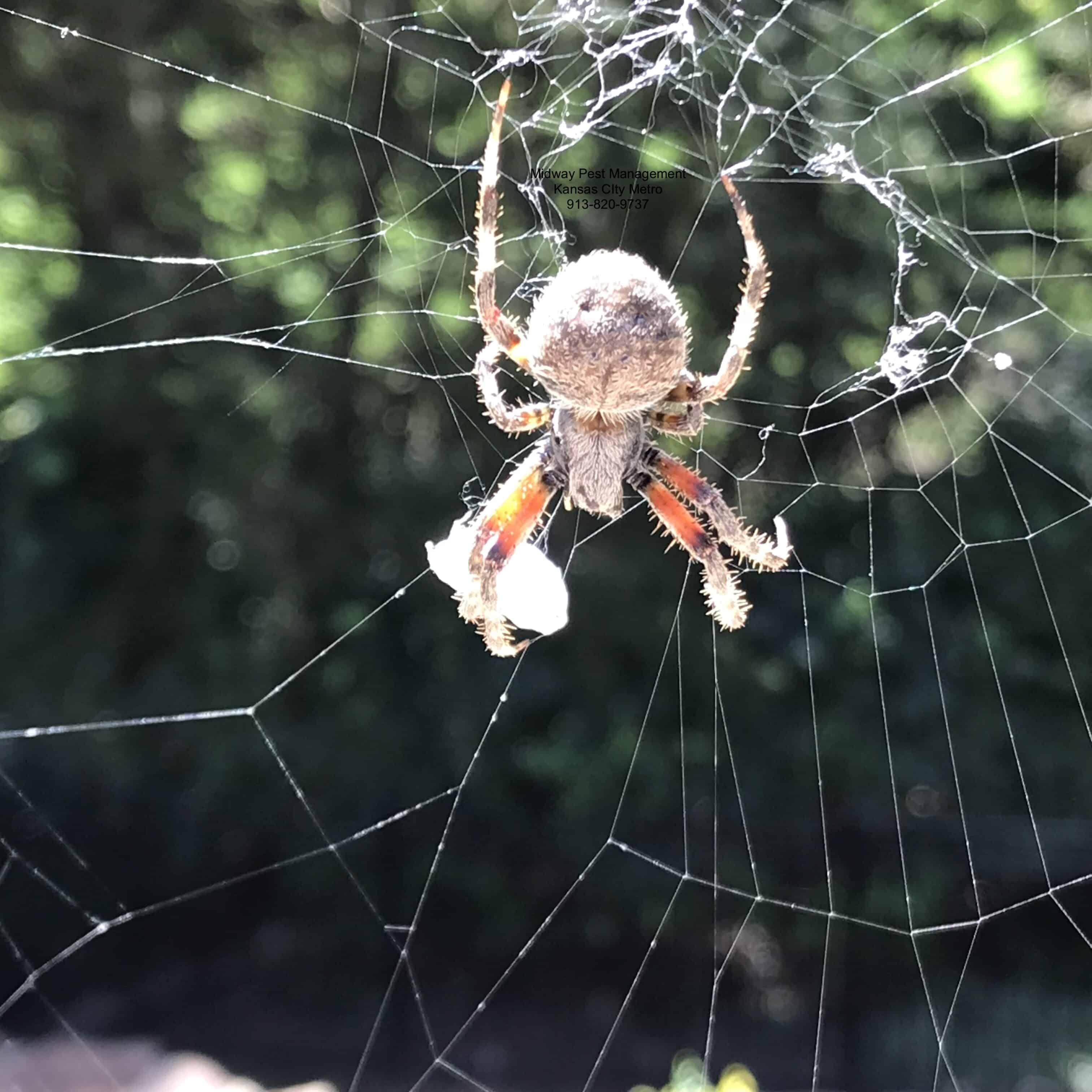 Spotted orb weaver spider (Neoscona crucifera) — harmless spider that webs on Kansas City porches and eaves